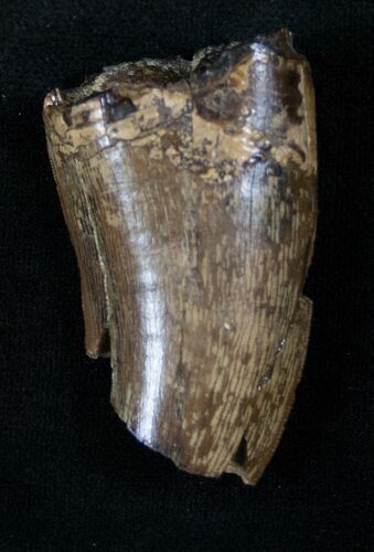 Large Partial Tyrannosaur Tooth - Two Medicine Formation #13289
